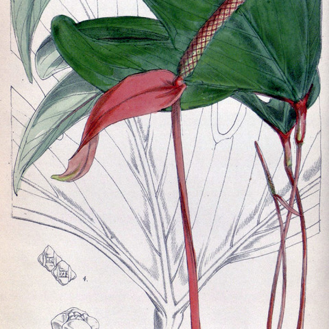 Anthurium trifidum unspecified picture