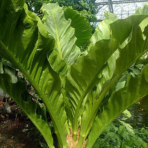 Anthurium dombeyanum unspecified picture