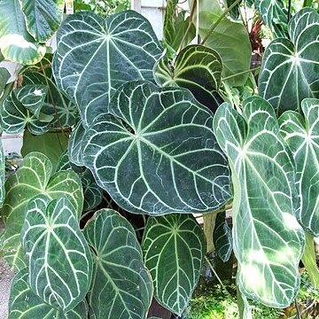 Anthurium magnificum unspecified picture