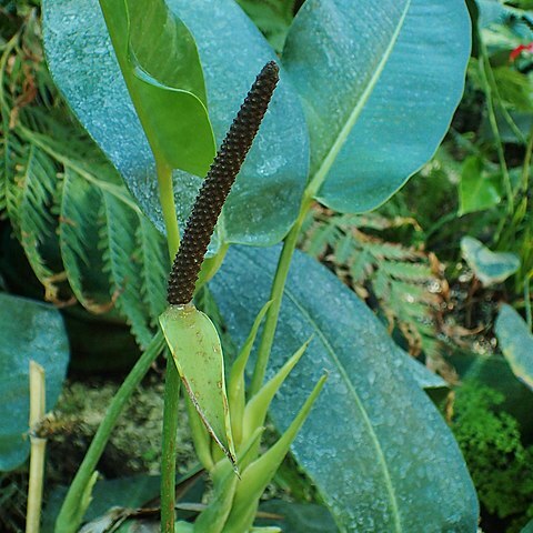 Anthurium lucidum unspecified picture