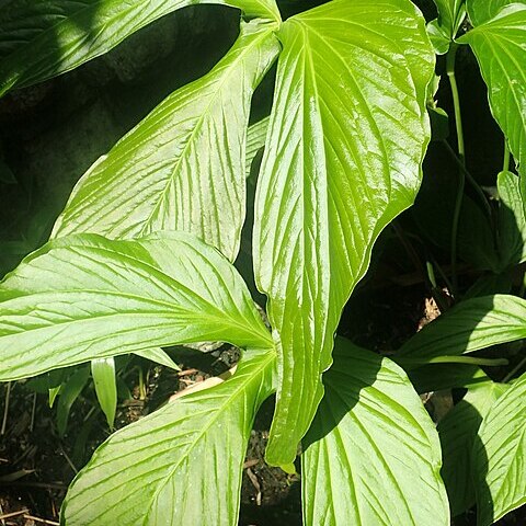 Anthurium rimbachii unspecified picture