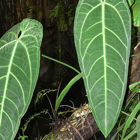 Anthurium warocqueanum unspecified picture