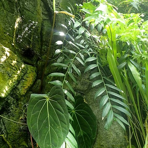 Anthurium wendlingeri unspecified picture