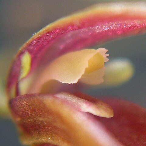 Pleurothallis miragliae unspecified picture