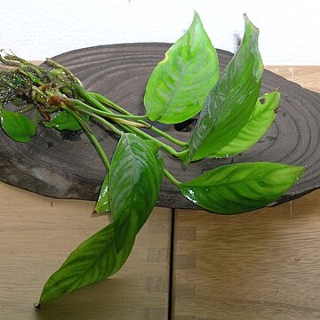 Anubias heterophylla unspecified picture