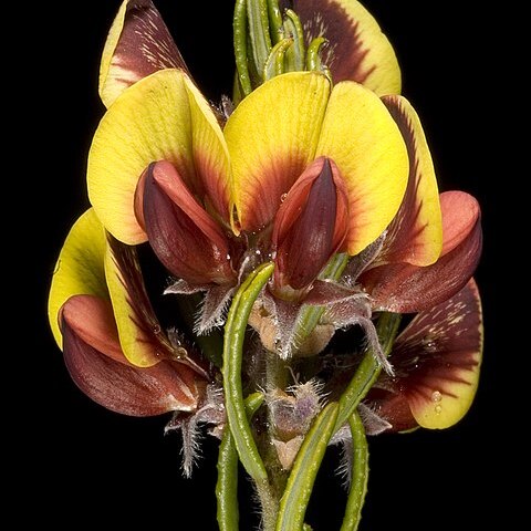 Aotus procumbens unspecified picture