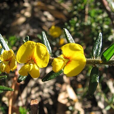 Aotus ericoides unspecified picture