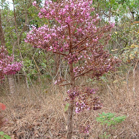 Andira humilis unspecified picture