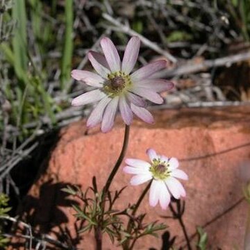 Anemone tuberosa unspecified picture