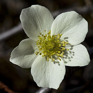 Anemone parviflora unspecified picture