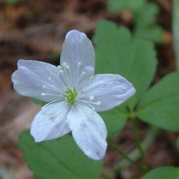 Anemonoides quinquefolia unspecified picture