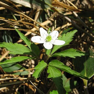 Anemone debilis unspecified picture