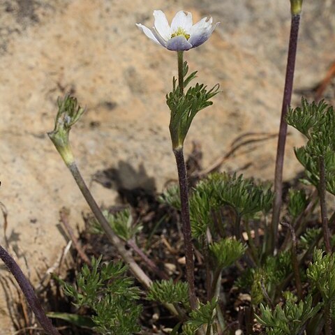 Anemone drummondii unspecified picture