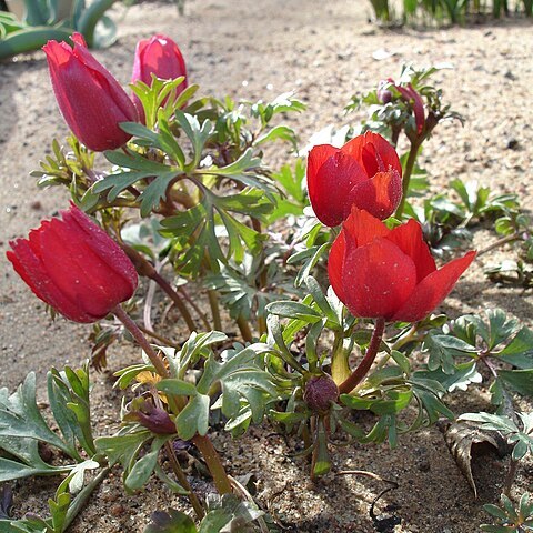 Anemone biflora unspecified picture