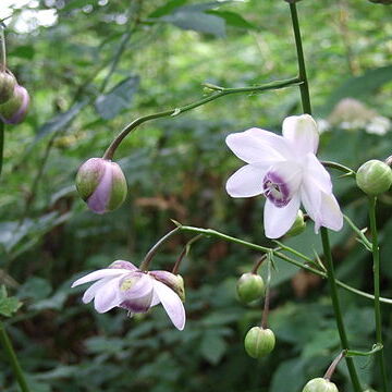 Anemonopsis unspecified picture