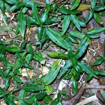 Aneilema biflorum unspecified picture