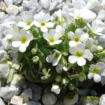 Androsace pubescens unspecified picture