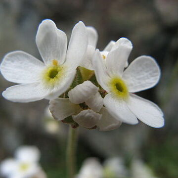 Androsace albana unspecified picture