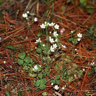 Androsace umbellata unspecified picture