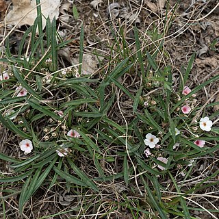 Androsace longifolia unspecified picture