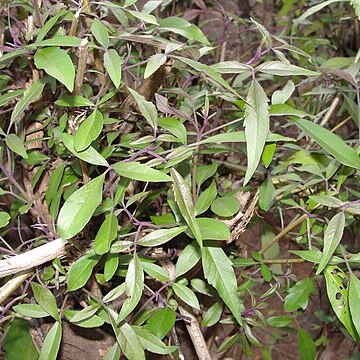 Vitex leucoxylon unspecified picture