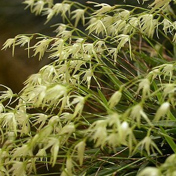 Anathallis linearifolia unspecified picture