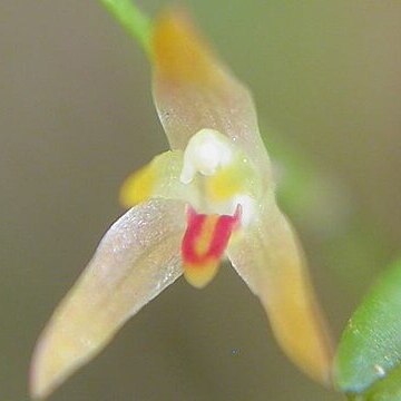 Anathallis reedii unspecified picture