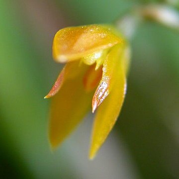 Anathallis brevipes unspecified picture