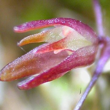 Anathallis graveolens unspecified picture