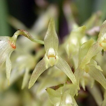 Anathallis obovata unspecified picture