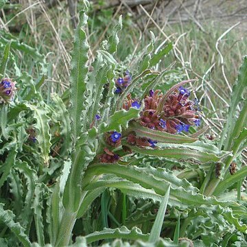 Anchusa undulata subsp. hybrida unspecified picture