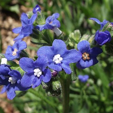 Anchusa capensis unspecified picture