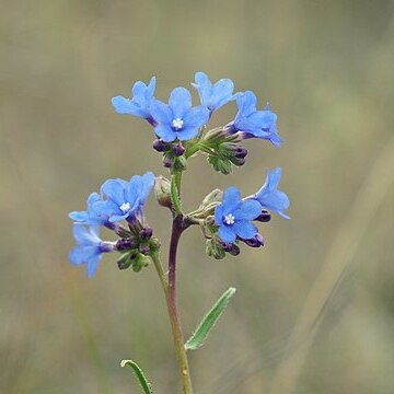 Anchusa gmelinii unspecified picture