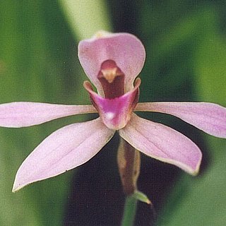 Ancistrochilus unspecified picture