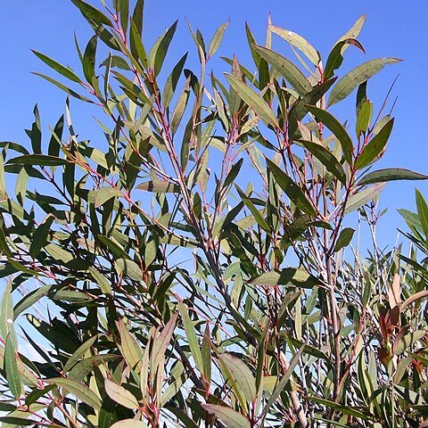 Angophora crassifolia unspecified picture