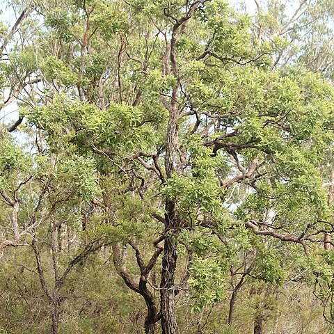 Angophora robur unspecified picture