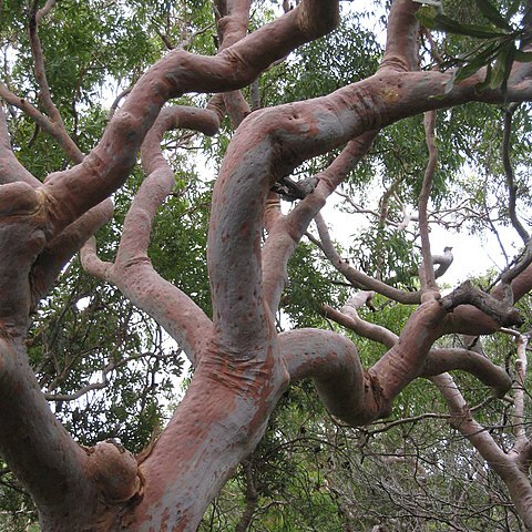 Angophora costata unspecified picture