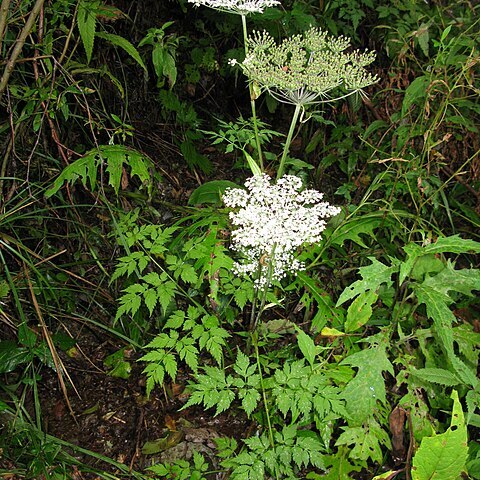 Angelica polymorpha unspecified picture