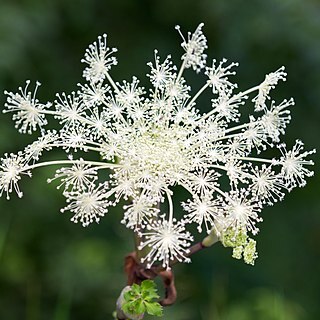 Angelica pubescens unspecified picture