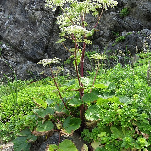 Angelica edulis unspecified picture