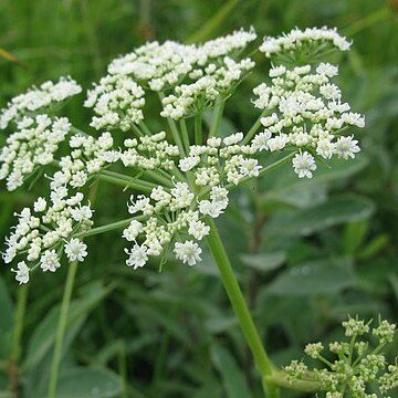 Angelica genuflexa unspecified picture