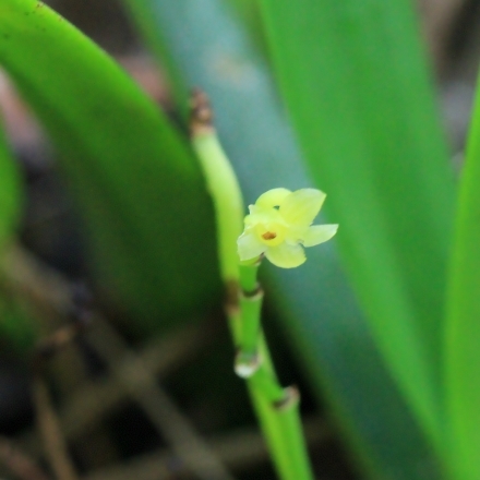 Angraecum patens unspecified picture