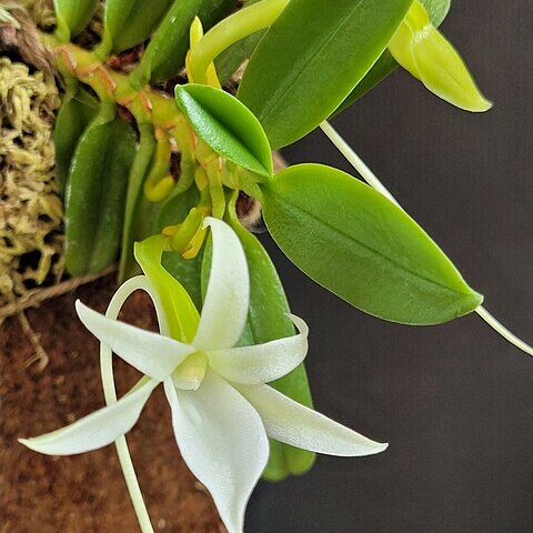 Angraecum equitans unspecified picture