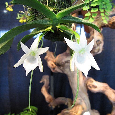 Angraecum compactum unspecified picture