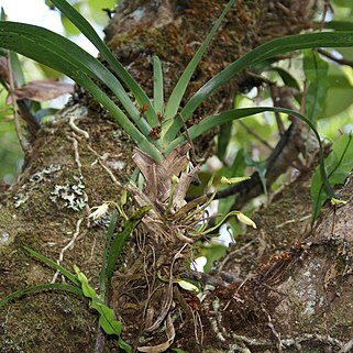 Angraecum borbonicum unspecified picture