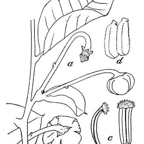 Annona nutans unspecified picture