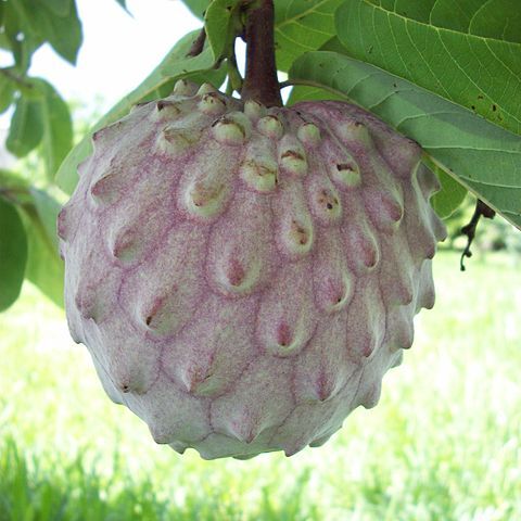 Annona macroprophyllata unspecified picture