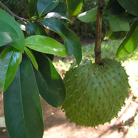 Annona unspecified picture