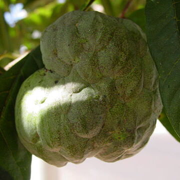 Annonaceae unspecified picture