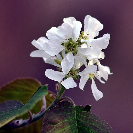 Amelanchier spicata unspecified picture